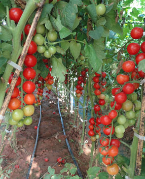 重庆羞羞视频入口农产品配送有限公司_重庆农产品配送